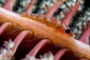 Goby on a sea pen- backlit by John Parker 